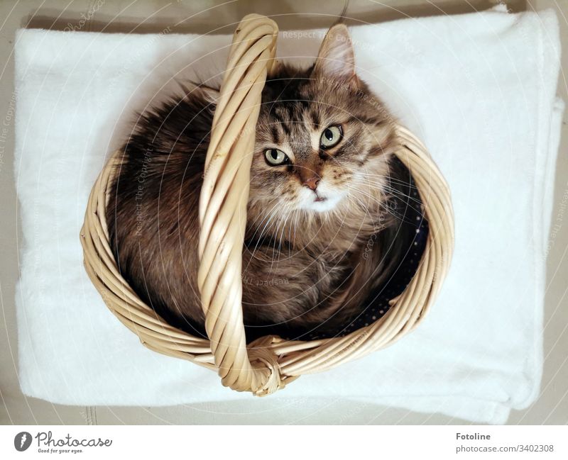 Heute im Sonderangebot: Katze im Einkaufskörbchen schaut nach oben in die Kamera MaineCoon Tier Haustier Farbfoto Innenaufnahme Menschenleer Tag Tierporträt