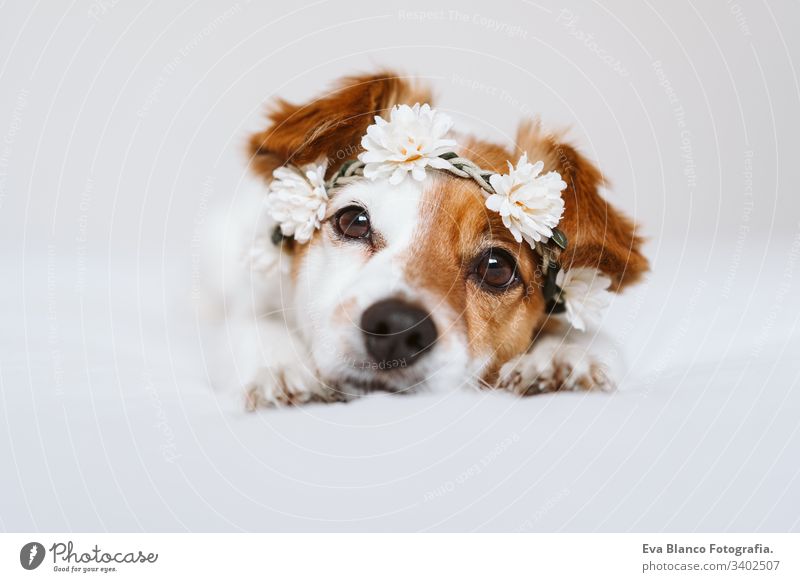 schöner Jack-Russell-Hund zu Hause, der einen weißen Blumenkranz trägt. Frühlings- und Lifestyle-Konzept tagsüber Porträt jack russell im Innenbereich niedlich