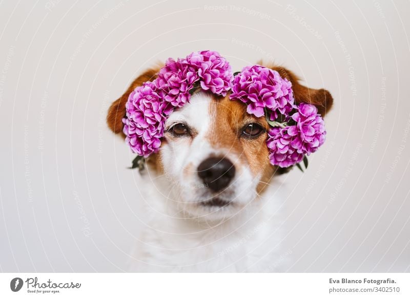schöner Jack-Russell-Hund zu Hause, der einen lilafarbenen Blumenkranz trägt. Frühlings- und Lifestyle-Konzept tagsüber Porträt jack russell im Innenbereich