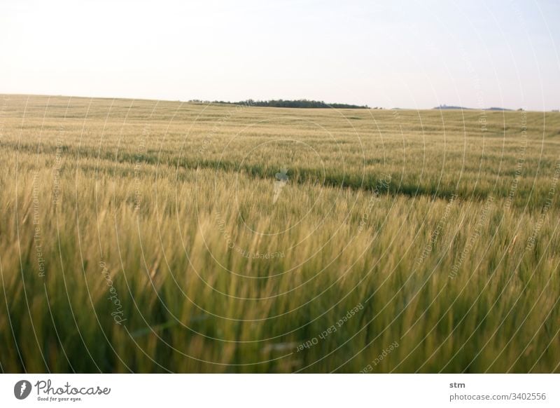 Getreidefeld vor der Ernte Sommer Fruchtbarkeit geringe Tiefenschärfe Landwirtschaft Kulturlandschaft wolkenloser Himmel Feld Ähren Weizen Weizenfeld Korn