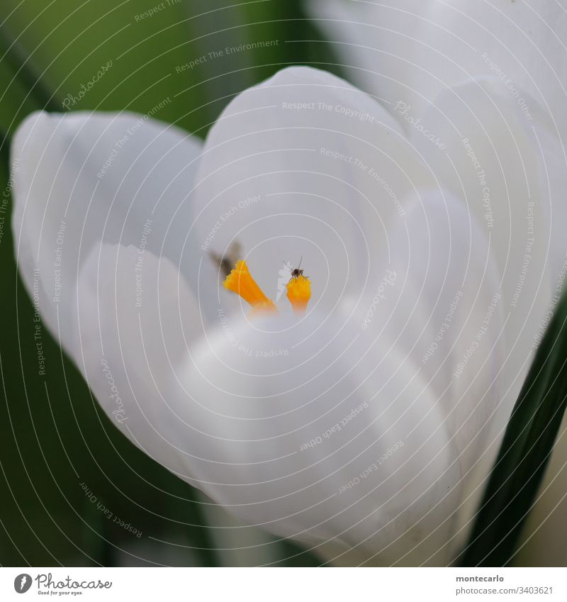 Blume mit Microtierchen auf Blütenstempel Makroaufnahme Detailaufnahme Außenaufnahme Nahaufnahme Frühlingsgefühle natürlich klein Duft Wildpflanze Blatt Pflanze
