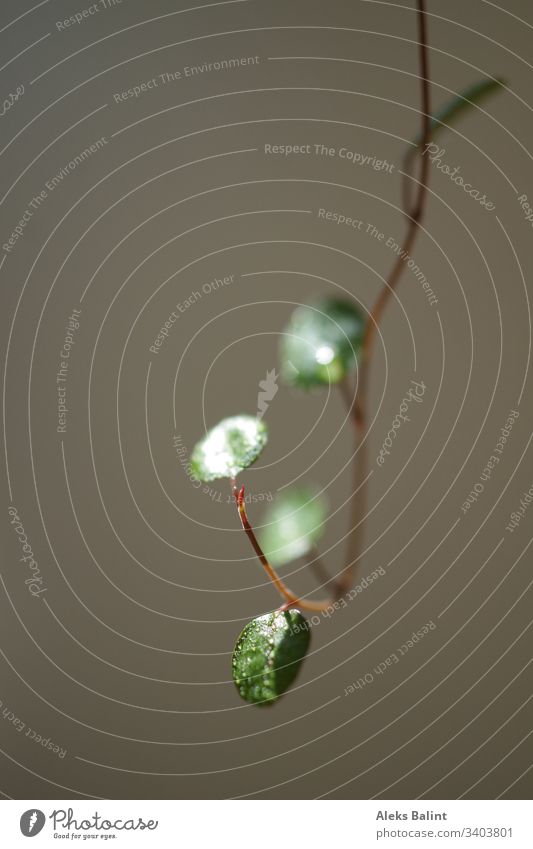 Hängepflanze Pflanze Blatt grün Natur Makroaufnahme Wassertropfen Nahaufnahme Grünpflanze Detailaufnahme