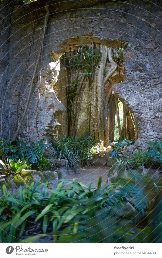 Detail eines verlassenen Gebäudes inmitten des Dschungels Expedition Verlassen Kirche Ruinen Erkundung im Freien tropisch Umwelt Natur Vegetation Pflanze Erbe