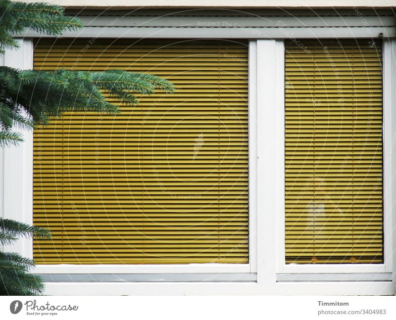 Schöner Wohnen - ein Farbenspiel und etwas Grünzeug Haus Fassade Fenster Architektur Fensterscheibe Spiegelung Lamellenjalousie Rolladen Äste und Zweige selfie