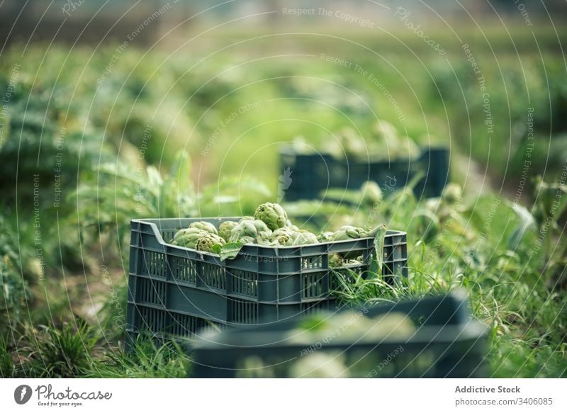 Schachteln mit Artischocken auf dem Bauernhof Kasten reif Ernte Ackerbau organisch Schonung grün Pflanze kultivieren Landschaft Natur Feld Lebensmittel frisch