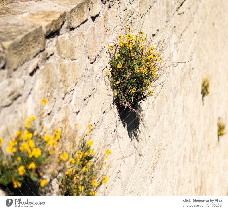 gelbe Blumen (Steinkraut) an einer Mauer Steinwand Natursteinfassade Blüten grün Pflanze blühen blühend schön Farbfoto Wachstum Fröhlichkeit