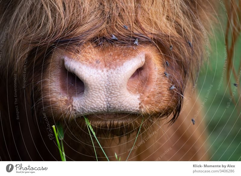 Galloway Rind Nase und Maul Kuh Tier Landwirtschaft Nutztier Fell Mücken Fliegen Hausrind Blick in die Kamera Tierporträt Natur braun rosa gewellt Farbfoto