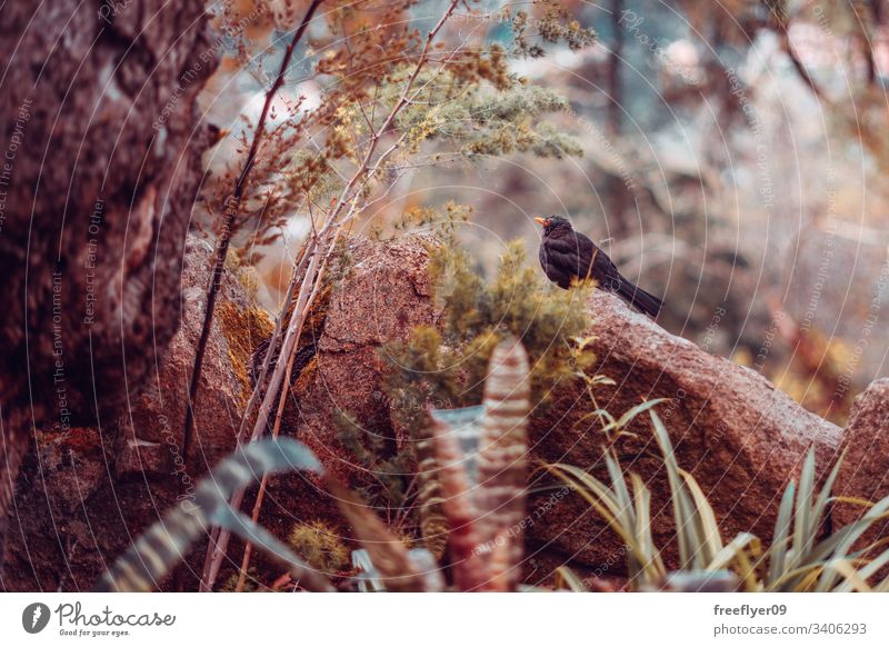 Gemeine Amsel (Turdus Merula) in einer Naturlandschaft Tierwelt Vogel allgemein schwarz Wald Steine Blätter braun horizontal Fauna Drossel Tiere Biologie Federn