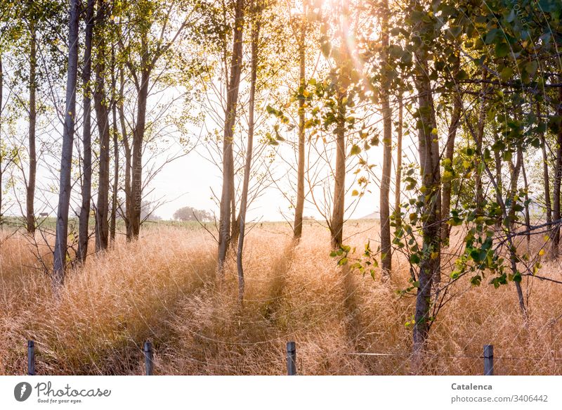 Sonnenlicht durchflutetet einen Pappelwald, das hohe Gras leuchtet. Bäume Himmel Wald Umwelt Landschaft Pflanze natürlich grün Natur Blätter Zaun Horizont