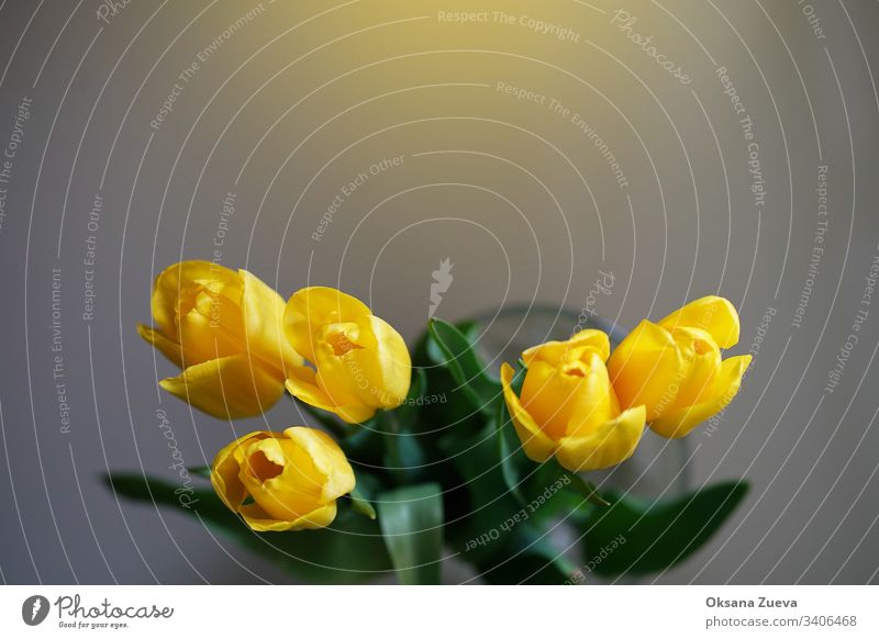 Defokussierter Strauß gelber Tulpen auf hellem Hintergrund, Kopierfläche. schön Schönheit Blütezeit Blumenstrauß Haufen abschließen Textfreiraum Ostern geblümt