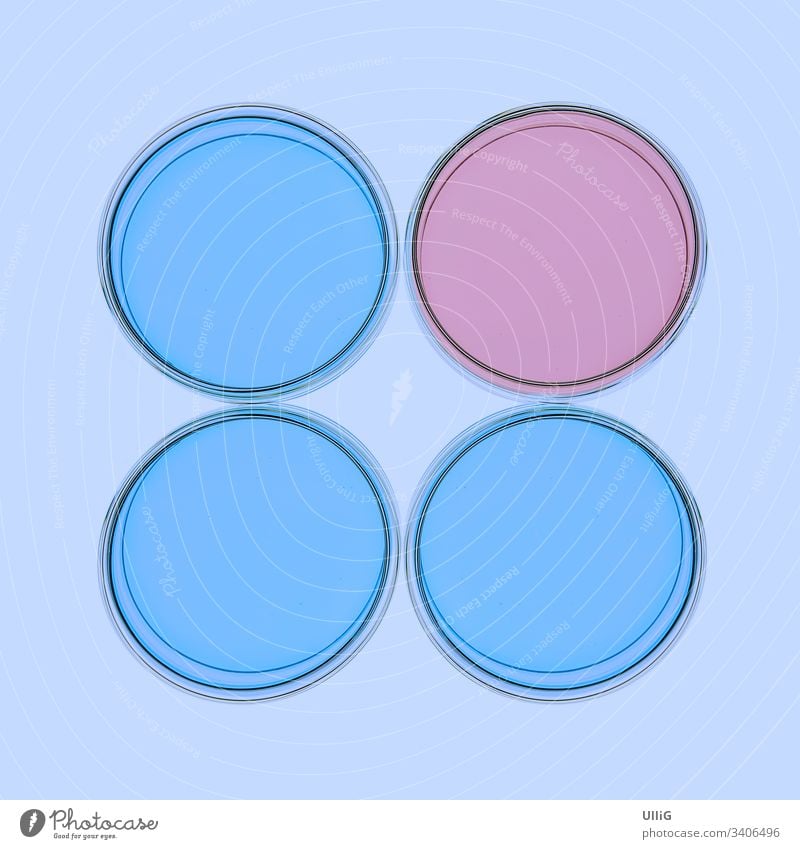 Vier isolierte Petrischalen mit bläulicher und rosafarbener gelartiger Materie in einer nachgestellten Laborsituation. Laborschale Bakterien Bakterienzucht