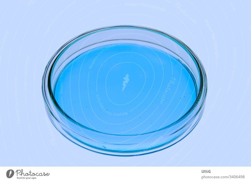 Einzelne isolierte Petrischale mit bläulicher gelartiger Materie in einer nachgestellten Laborsituation. Laborschale Glasschale Bakterien Bakterienzucht