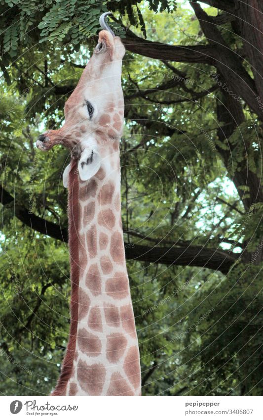 Giraffe macht langen Hals Afrika Zoo Außenaufnahme braun Safari Zunge essen Tier wild Tierwelt Ferien & Urlaub & Reisen flecken