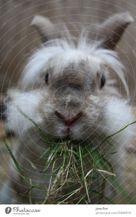 Hase mümmelt genüsslich Gras, welches ihm frech aus dem Maul hängt. Hase & Kaninchen Tier Tierporträt Frühlingsgefühle Tierliebe Fell Haustier Viehhaltung