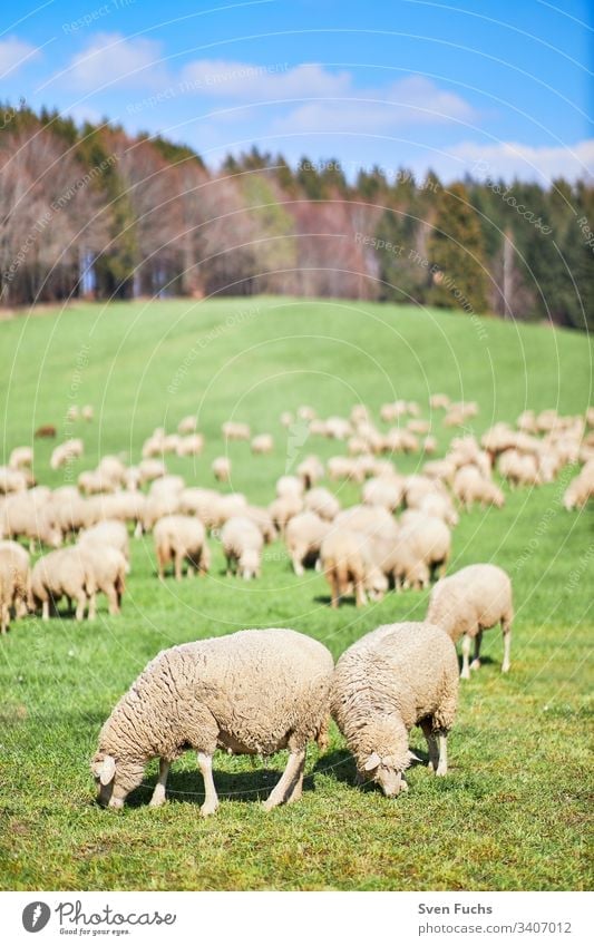 Schafherde im Frühling auf einer Weide im Bodenseekreis Schafe Schafzucht wandernde Schafe Lämmer Natur Gras Feld grün Wiese Landwirtschaft Bauernhof Tier