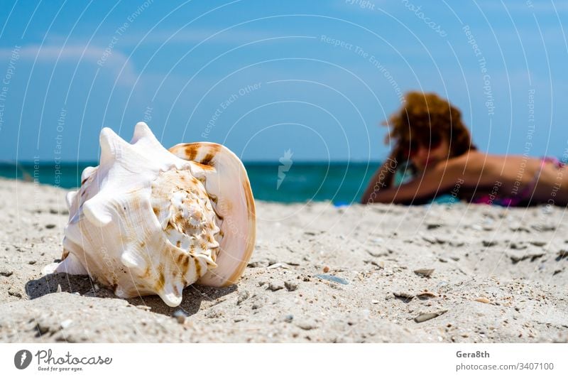 große Meeresmuschel auf dem Sand vor dem Hintergrund eines rothaarigen Mädchens, das sich am Strand sonnt große Muschel blau Unschärfe übersichtlich Küste Tag