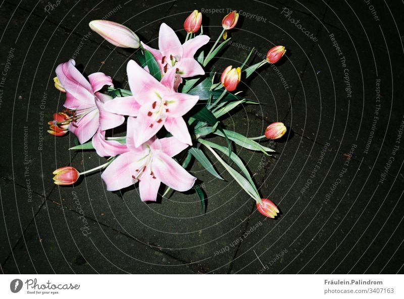 Lilien und Tulpen tulpe blume strauß blumenstrauß blitz licht dunkel nacht blitzlicht analog analogefotografie frühling ostern märz april blüte rosa pflanze