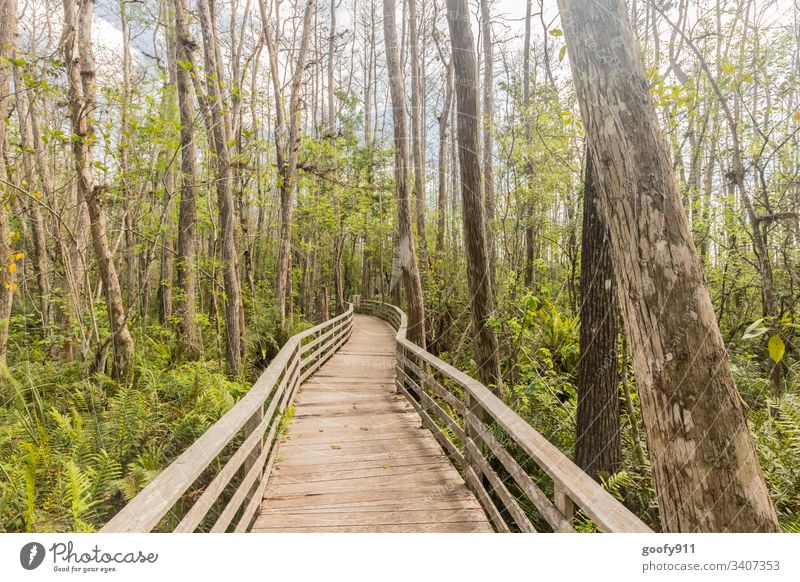 Mitten drin Wald Sumpf Baum Steg Natur Landschaft Außenaufnahme ruhig Pflanze Umwelt Sträucher Licht grün Schatten Farbfoto Sonnenlicht Idylle Florida
