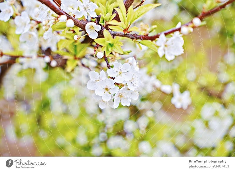 Zweig der blühenden Kirsche auf natürlichem grünen Hintergrund, künstlerisches Bokeh Blüte Ast Frühling Ostern Blume Strahl schön Schönheit Blütezeit