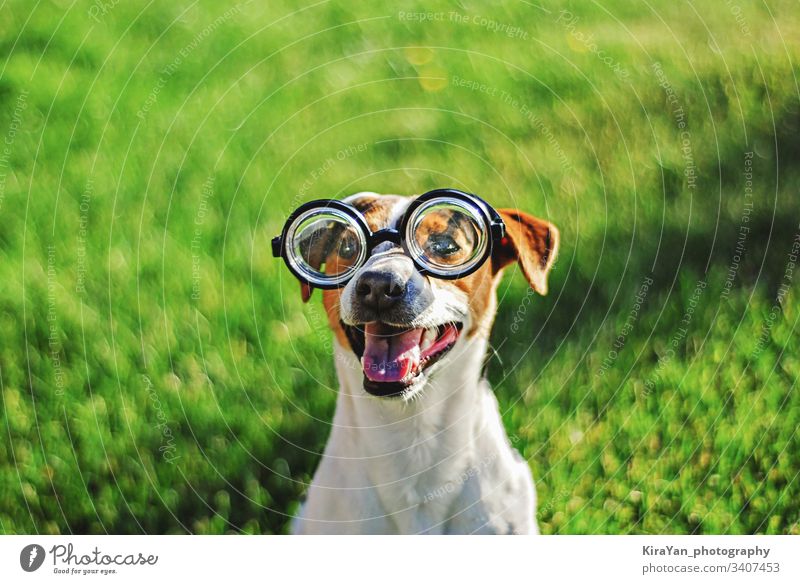 Porträt eines Hundes mit runder Lesebrille. Lustiges Hundegesicht auf grünem Grashintergrund Jack-Russell-Terrier im Freien spielerisch stark niedlich