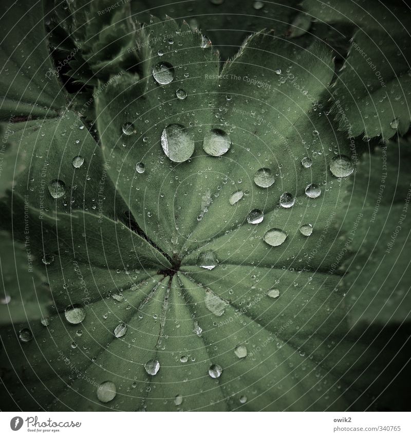 Mai 2013 Umwelt Natur Pflanze Wassertropfen Klima Wetter Regen Blatt frisch Gesundheit glänzend klein nah nass natürlich viele grün perlen Frauenmantel