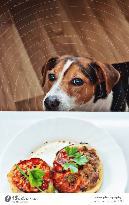 Süßer hungriger Welpe schnüffelt am Essen des Besitzers auf dem Teller, lustiger Moment, Draufsicht Hund Lebensmittel Haustier Gesundheit heimisch Mahlzeit