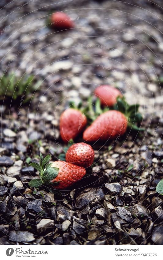 🍓 Erdbeeren Frucht Lebensmittel Gesundheit Beeren Ernährung