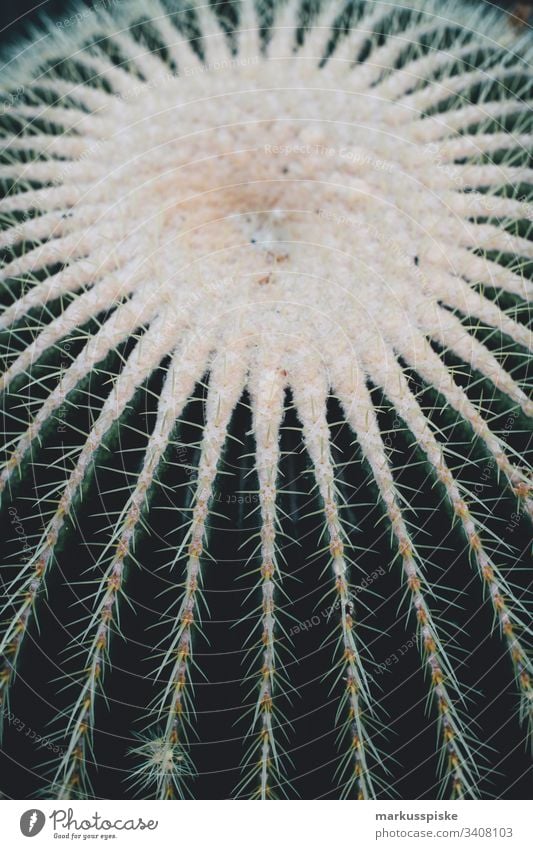 Kaktus kaktuspflanze Botanik Pflanze Wildpflanze grün gelb Schattenspiel sihouette