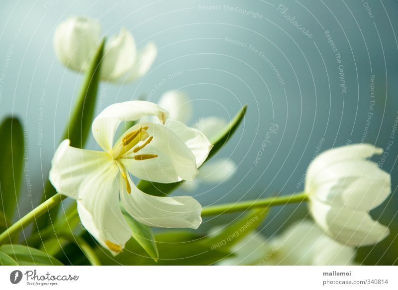weißer Tulpenstrauß vor blau Pollen Stempel Staubfäden Frühling außergewöhnlich Blumenstrauß Duft Blüte Pflanze Blühend verblüht welk Frühblüher Blütenblatt