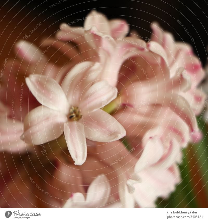 Hyazinthe rosa Schönes Wetter Nahaufnahme natürlich Natur Wachstum Blühend Lebensfreude Fröhlichkeit frisch Blume Blüte Freundlichkeit Pflanze Frühling schön