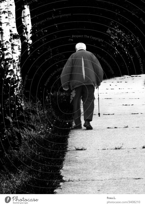 Da ging er hin, der alte Mann mit seinem Walking Stock, die Birken sahen ihm nach und hofften  auf ein Morgen mit ihm. Vater Außenaufnahme Weg Bäume Erwachsene