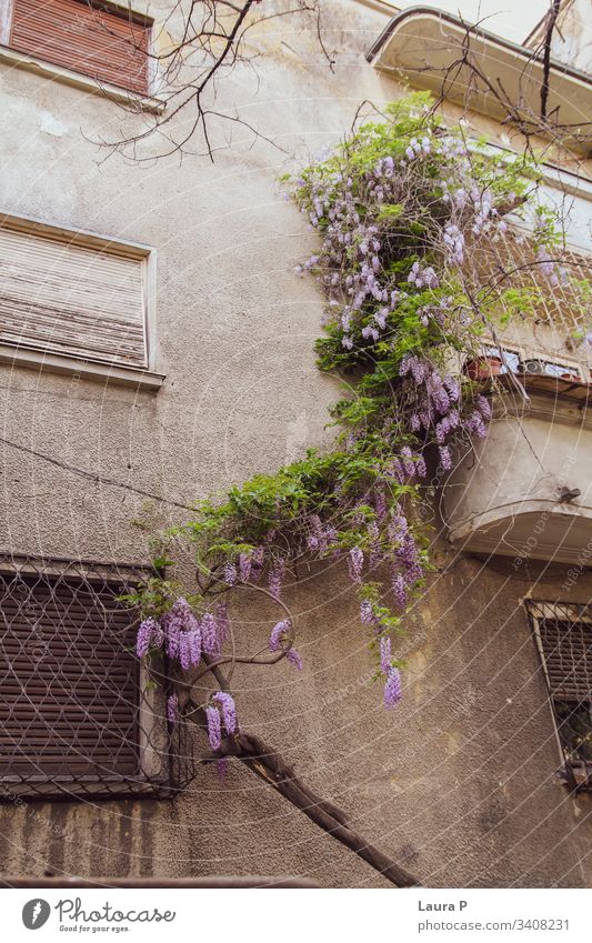 Glyzinienpflanze mit violetten Blüten, die an ein Haus gelehnt ist Pflanze Blume grün purpur Natur schön Wand Wände Fenster Sommer Außenaufnahme kriechend