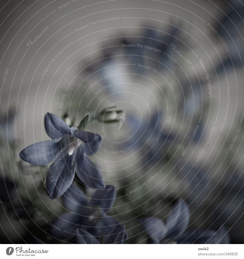 Fiorellino Umwelt Natur Pflanze Blüte Topfpflanze Blühend dunkel klein nah natürlich braun grau violett Einsamkeit elegant Idylle Stimmung Trauer Traurigkeit