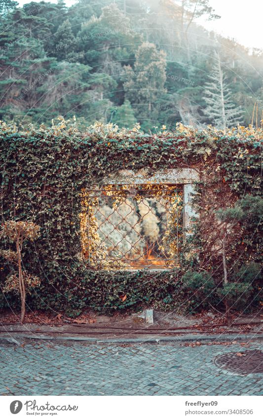 Ein Fenster an einer bewachsenen Wand Vegetation Natur Ruinen Stein Baum Umwelt Regie antik üppig (Wuchs) dicht Garten lang Weg magisch Nachlauf Frühling grün