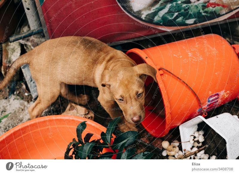 Trauriger Straßenhund/Hund zwischen Müll und Gerümpel am Straßenrand traurig Hundeblick orange knallige farben Eimer Mitleid Haustier Tier 1 Außenaufnahme