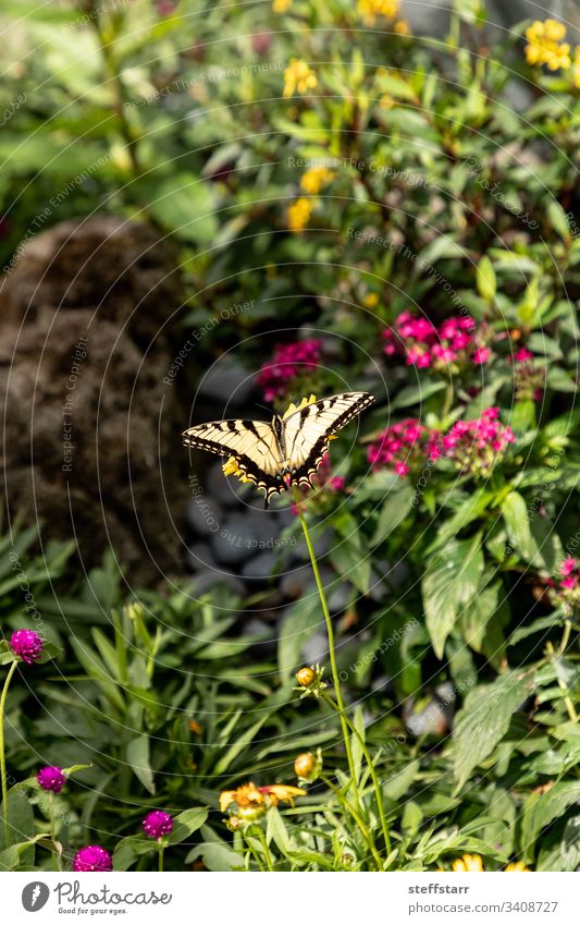 Anis-Schwalbenschwanz-Schmetterling Papilio zelicaon sitzt auf einer Blume Schwalbenschwanz-Falterfisch Anis-Schwalbenschwanz-Falter helle Flügel Garten Nektar