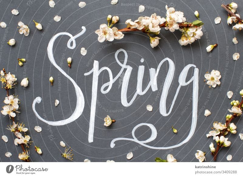 Frühlingsschriftzug mit weißen Blumen auf grauem Hintergrund romantisch Draufsicht Sahne oben Beschriftung Text Wort Handbeschriftung Blütenblätter Knospen