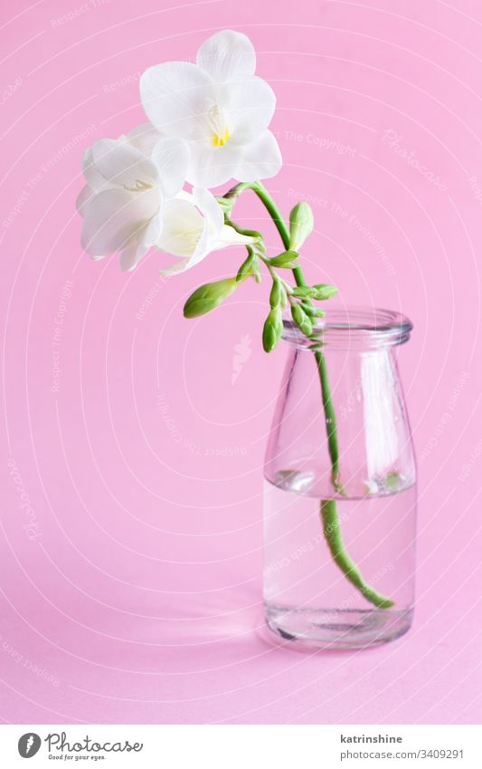 Frühlingskomposition mit einer weißen Freesie-Blume im Glasgefäß Wasser romantisch rosa hellrosa Pastell weiche Farbe abschließen Konzept kreativ Tag Dekor