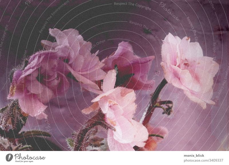 Blumen Fineart Ostern frühling Farbe bunt Blüte Blumenstrau´ß Osterzeit Nahaufnahme Feste & Feiern Farbfoto Design Tradition Frühling Postkarte Blatt
