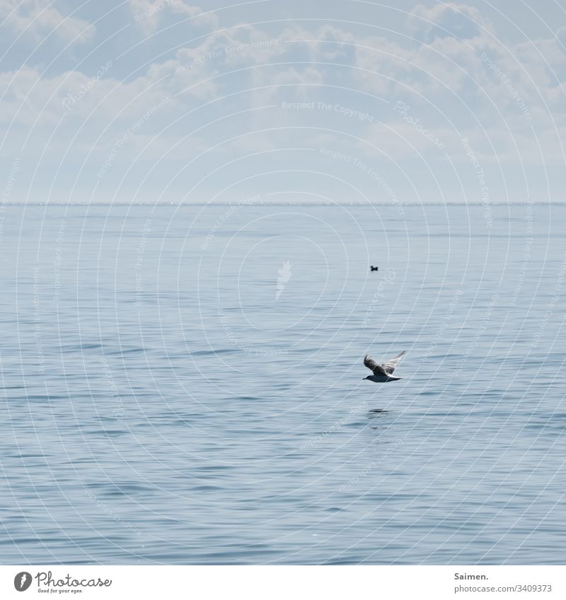Frei wie ein Vogel Möven sich[Akk] bewegen vogel Meer ozean fliegen Stufe 1 Stufe Wasser Vogelwelt Himmel Flug Schwingen Natur wolken sich[Akk] beugen