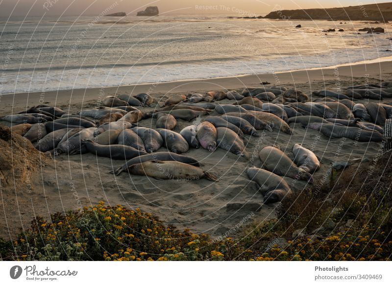 Seeelefanten - Piedras Blancas - San Simeon - Kalifornien Farbfoto Konsistenz Linien Verhalten Jahreszeiten zufrieden Kolonie marin Tierwelt Tiere ruhen Pazifik