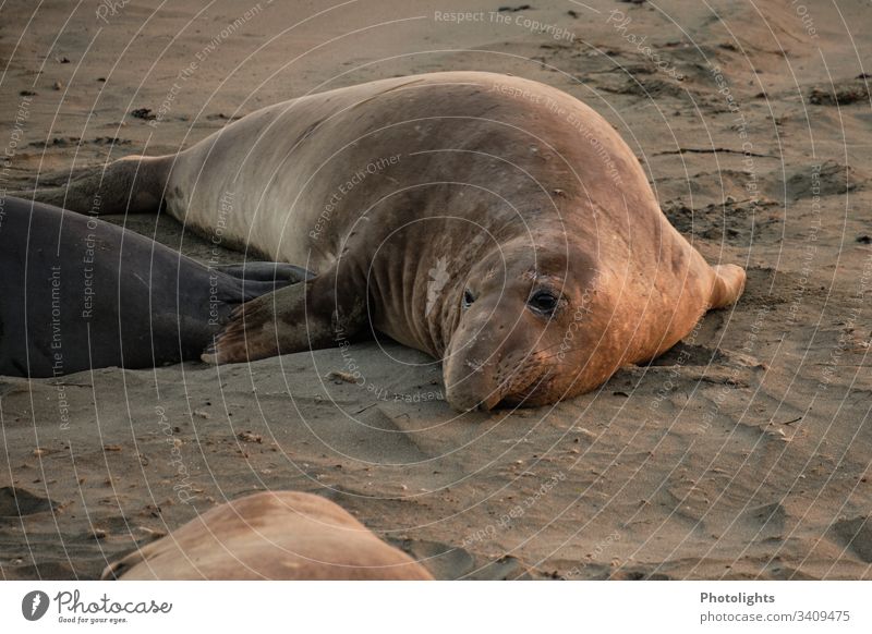 Seeelefant am Strand von Piedras Blancas - Kalifornien Farbfoto Konsistenz Linien Verhalten Jahreszeiten zufrieden Kolonie marin Tierwelt Tiere ruhen Pazifik