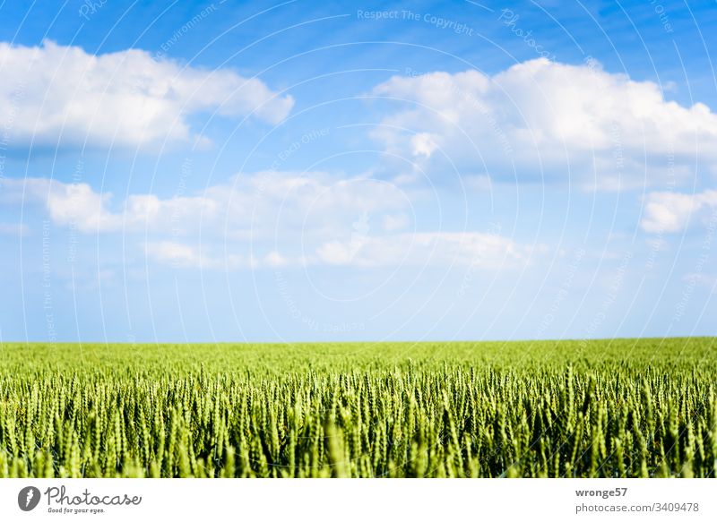Getreidefeld unter Inselhimmel (Insel Rügen) Sommer Kornfeld Feldrand Außenaufnahme Farbfoto Menschenleer Natur Tag Landschaft Schönes Wetter Blüte Himmel