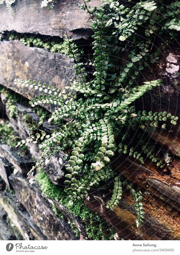 Grüne Pflanze nach dem Regen die aus einer Schiefermauer wächst grün nass Mauer Wassertropfen feucht Reflexion & Spiegelung Nahaufnahme Blatt Licht Grünpflanze