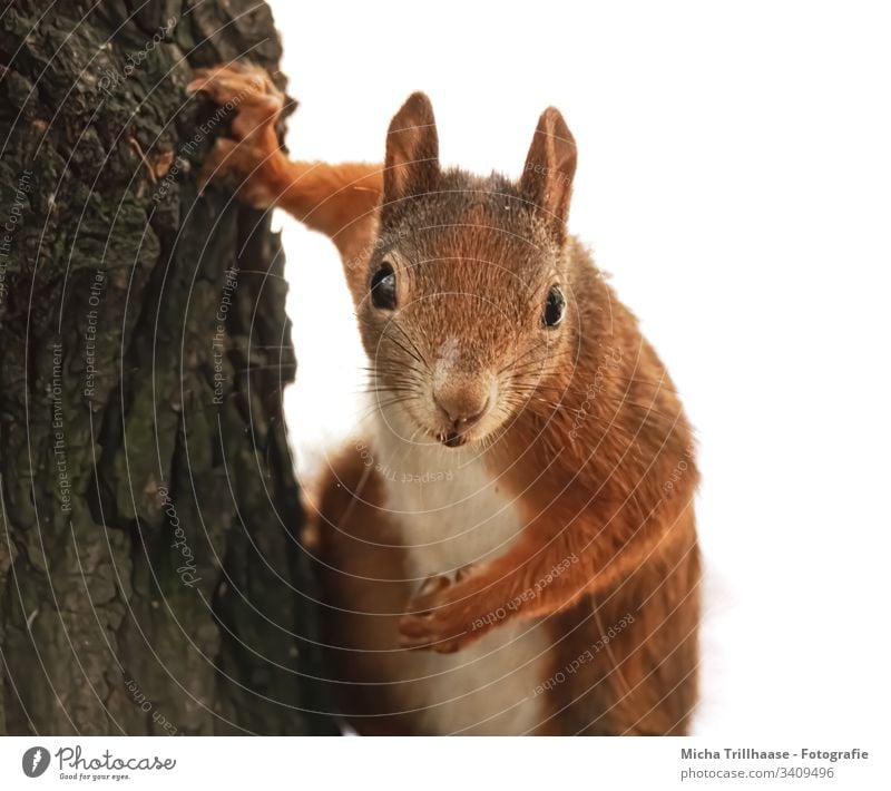 Vom neugierigen Eichhörnchen beobachtet Sciurus vulgaris Tiergesicht Kopf Auge Maul Nase Ohr Fell Pfote Krallen Nagetiere Blick beobachten Natur Wildtier