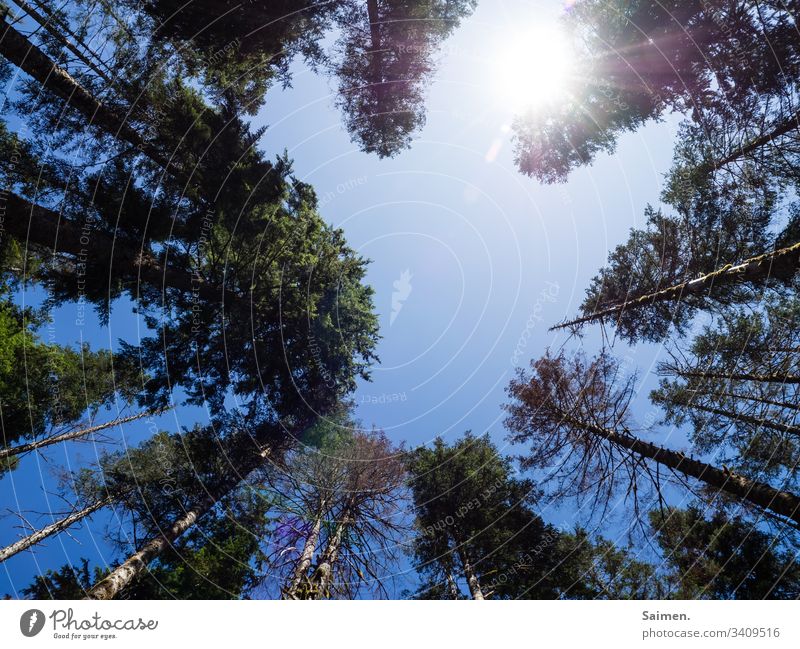 Himmlischer Fußabdruck Himmel Sonne Wald Bäume licht Waldsterben Klimawandel Umweltschutz umwelt Natur Perspektive Blick nach oben