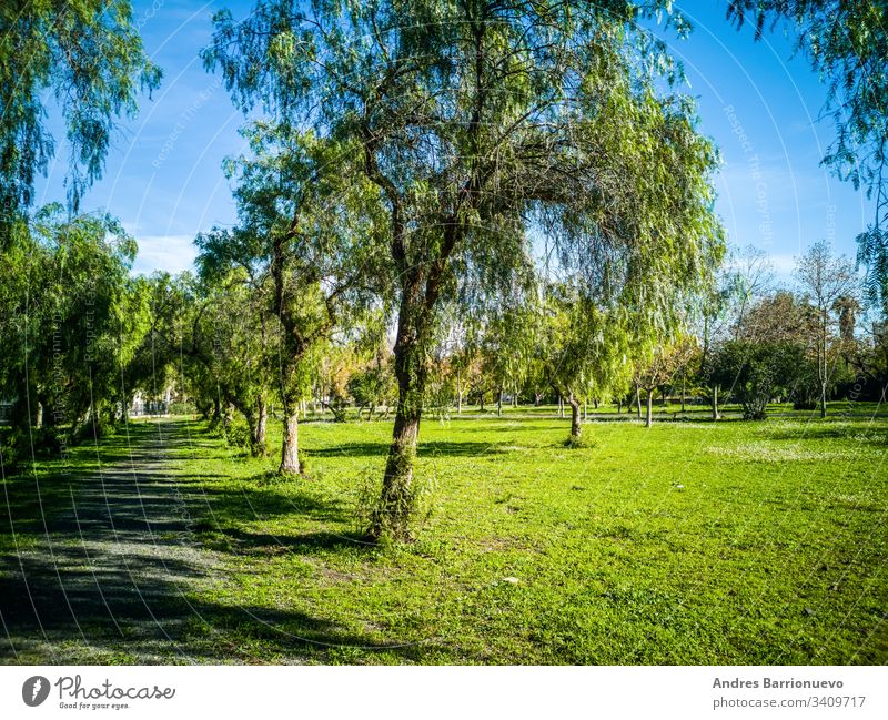 Blick auf sehr grüne Bäume und Gras in einem Park von Puerto de Sagunto Landschaft Frühling Rasen Ebene Baum Ernte Garten Ansicht Himmel Horizont Grasland Szene