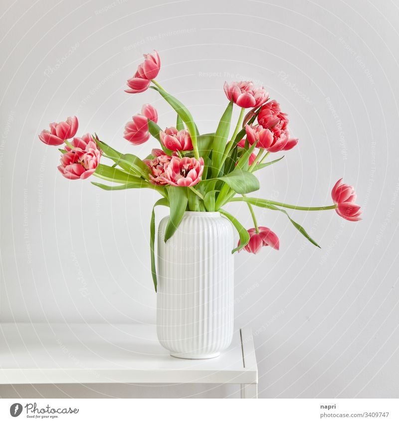 Üppiger Blumenstrauß mit gefüllten pinkfarbene Tulpen in weißer Vase vor weißem Hintergrund Frühling rot üppig schön blühend leuchtende Farben grün Menschenleer