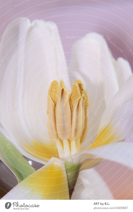Frühlingsgefühle tulpe inside innen innenansicht samen stempel frühling frühlingsgefühle geöffnet weiß gelb blume aufgeblüht Makroaufnahme Nahaufnahme Blüte