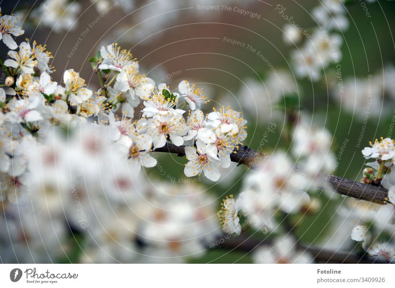 Endlich Frühling! - oder ein Kirschzweig mit vielen kleinen weißen blühenden Blüten im Frühling Kirschblüten Baum Außenaufnahme Farbfoto Natur Blühend Pflanze